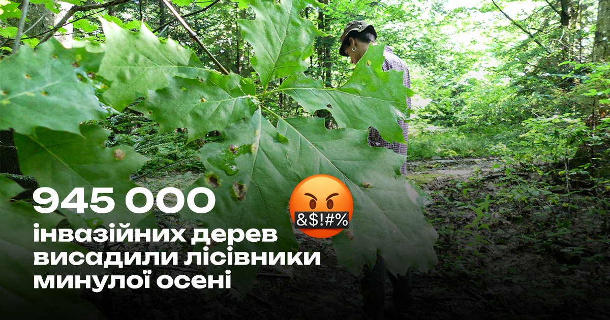 Природоохоронці: цієї осені лісівники висадили майже мільйон інвазійних дерев, найбільше – на Дніпропетровщині, Одещині та Миколаївщині