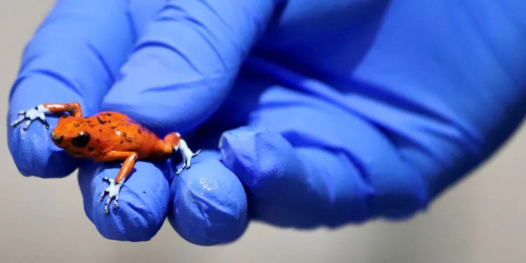 В аеропорту Колумбії затримали жінку – у неї знайшли 130 отруйних арлекінових жаб (ФОТО)