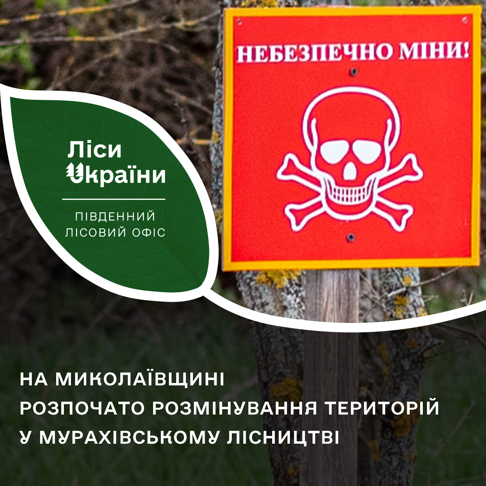 На Миколаївщині почали розміновувати територію Мурахівського лісництва, де 2022 року велись активні бойові дії