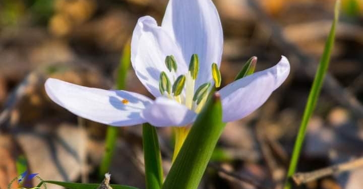 Новорічне диво на Одещині: зацвіла брандушка (ФОТО)