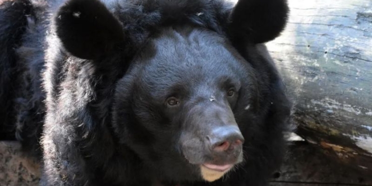 Поранений російськими загарбниками український ведмідь знайшов новий дім у Шотландії (ФОТО)