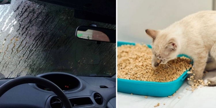 Навіщо возити в автомобілі котячий наповнювач? Три лайфхаки для водіїв