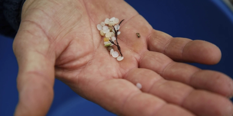 На узбережжя Іспанії викинуло незліченну кількість пластикових гранул, контейнери з якими втратило одне з суден (ФОТО)