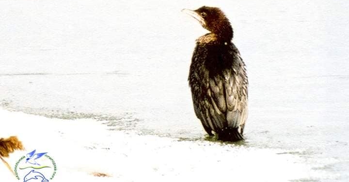 В НПП «Тузлівські лимани» зазимували червонокнижні птахи (ФОТО)