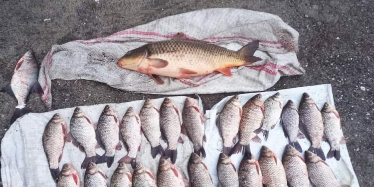 В Миколаєві в Інгулі риба є, і ловити можна, але не сітками (ФОТО)