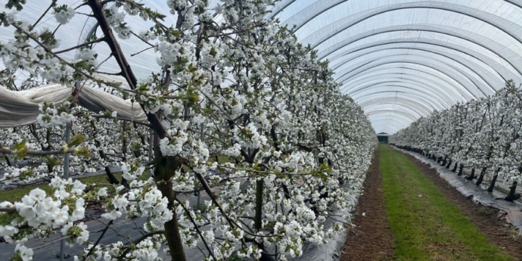 На Прикарпатті черешню будуть вирощувати в тунельних теплицях – їх вже будують (ФОТО)