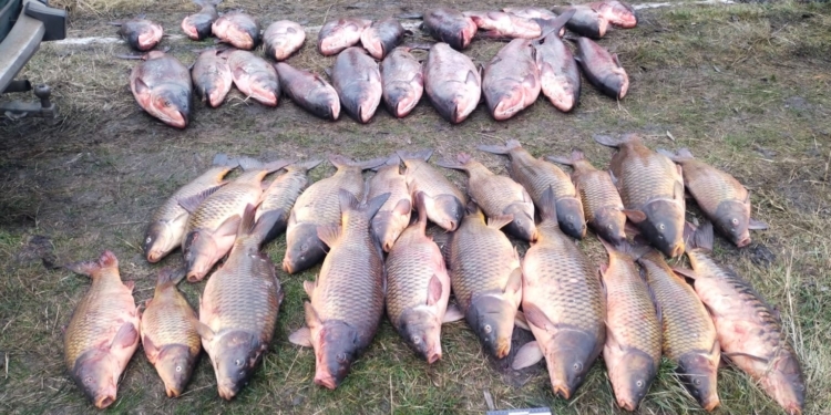 На Миколаївщині поліція затримала 3 браконьєрів з майже 200 кг риби – ловили сітками (ФОТО)