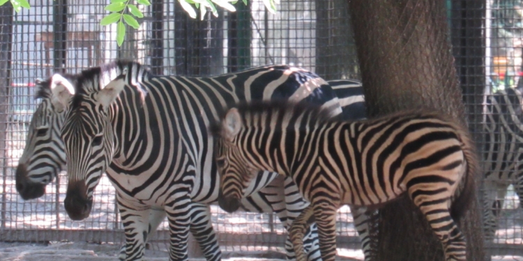 В Міжнародний день зебри Миколаївський зоопарк показав своїх смугастиків (ФОТО)