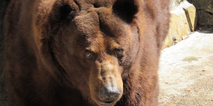 У Миколаївському зоопарку свій день народження «святкують» брати-довгожителі (ФОТО)