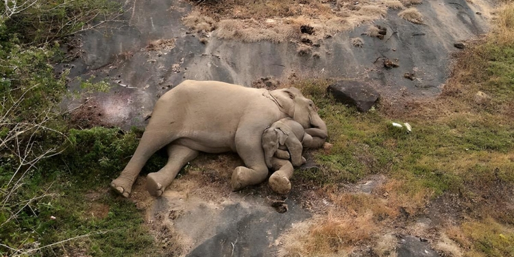 Завжди зворушливо, коли знаходяться діти. Навіть, якщо це слоненя, яке 4 дні шукало маму (ФОТО, ВІДЕО)