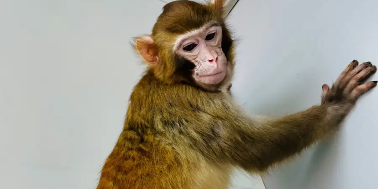 Китайці успішно клонували макаку ще 3 роки тому, а визнали це тільки зараз