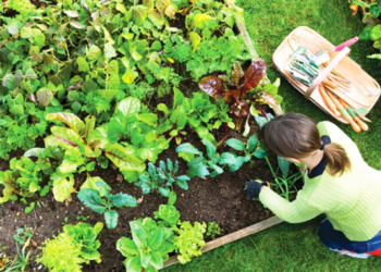 Мешканці деокупованих і прифронтових територій отримають безкоштовно насіння овочів
