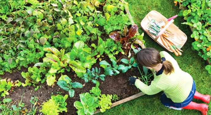 Мешканці деокупованих і прифронтових територій отримають безкоштовно насіння овочів