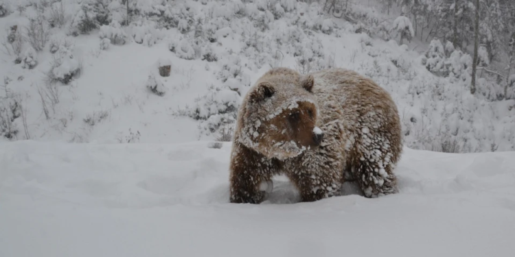 Страждаєте від безсоння? Ведмеді на Закарпатті теж не сплять, і ось чому (ФОТО)