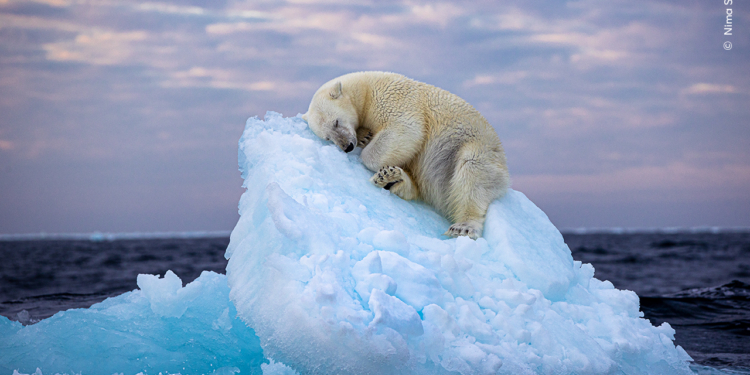 Конкурс світлин дикої природи Wildlife Photographer of the Year: переможцем стало фото, що «вселяє надію» (ФОТО)