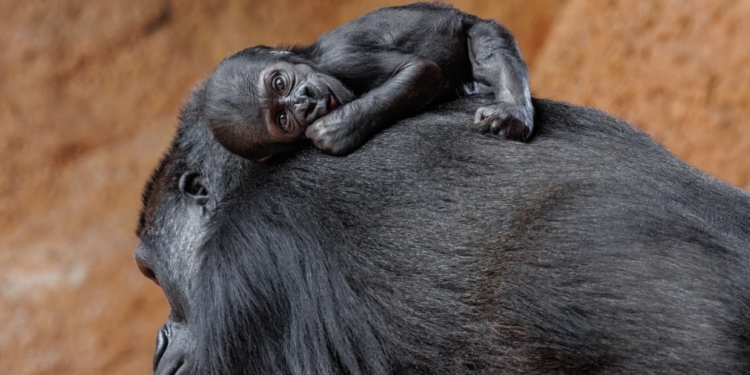 А світ не такий вже великий: ім’я для маленької горили, яка народилась у зоопарку Праги, обирали діти з Камеруну