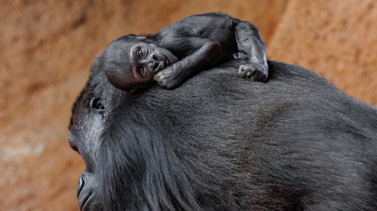А світ не такий вже великий: ім’я для маленької горили, яка народилась у зоопарку Праги, обирали діти з Камеруну