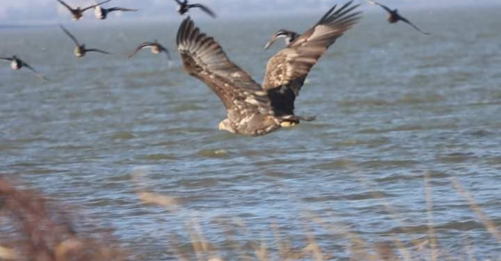 Зоологи показали унікальних птахів під Одесою – розмах крил до 2,5 метра (ФОТО)