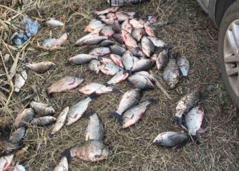 У Миколаєві чоловік незаконно наловив риби на 117 тис.грн.