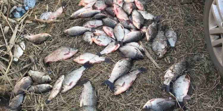 У Миколаєві чоловік незаконно наловив риби на 117 тис.грн.