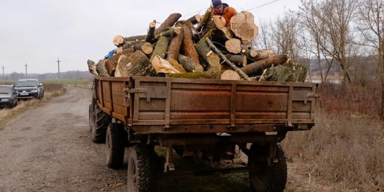 На Миколаївщині біля села Мігія “чорні лісоруби” спиляли 31 клен (ФОТО)