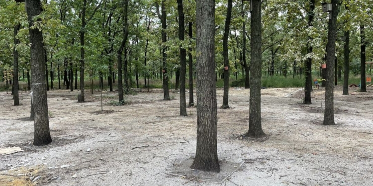 На Миколаївщині прокуратура через суд вимагає повернути 40 га лісу