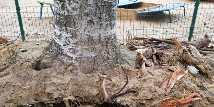 У Миколаєві під час ремонту дороги в «Лісках» пошкодили 14 дерев – ДЕІ звернулась до поліції (ФОТО)