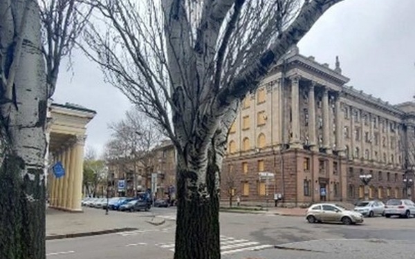 Зупиніть «омолоджувальну» обрізку дерев в Миколаєві! Депутат облради звернулась до мера з відкритим листом (ДОКУМЕНТ)