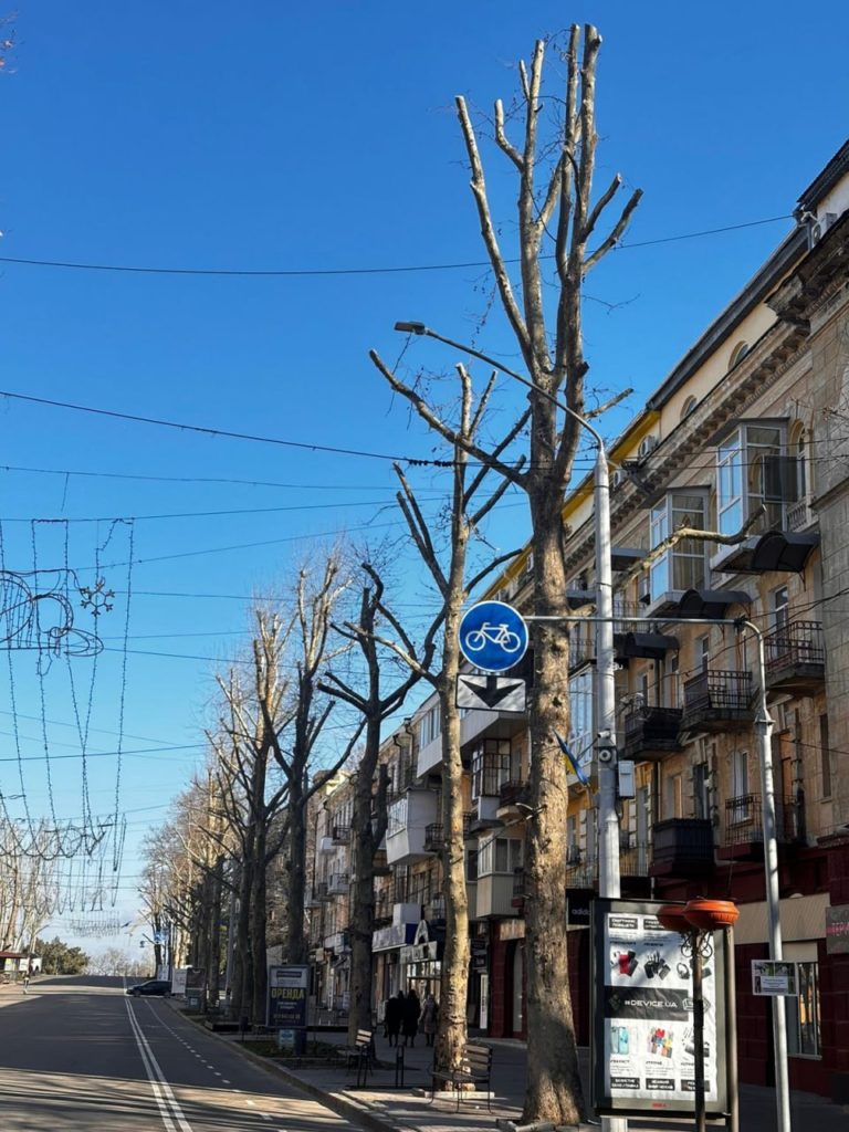 На центральній вулиці Миколаєва варварські обрізали дерева – Держекоінспекція готує вимогу до міськради (ФОТО) 3