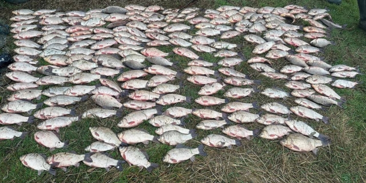 На Миколаївщині браконьєр виловив 200 кг риби в Південному Бузі. Що йому буде (ФОТО)