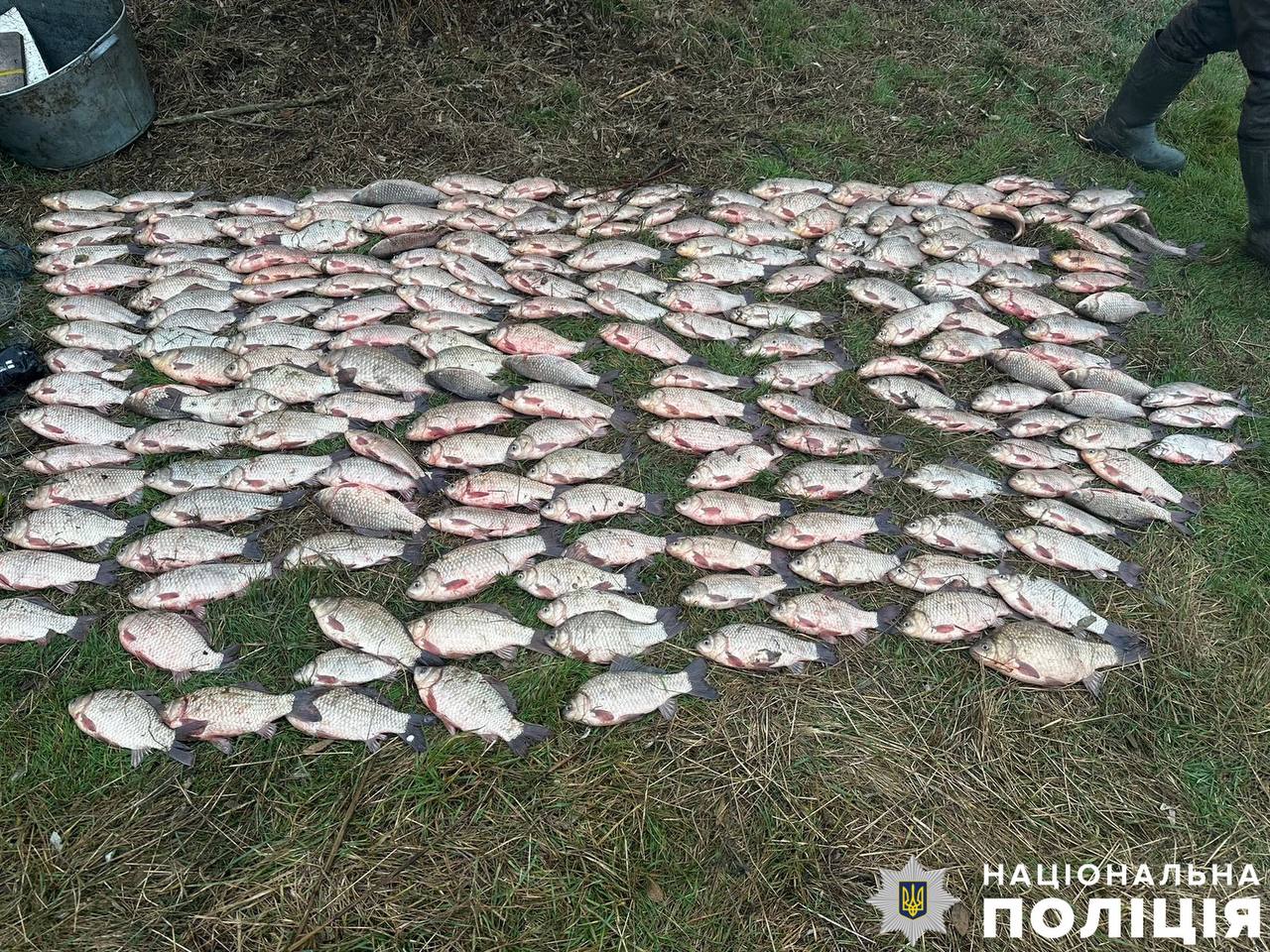 На Миколаївщині браконьєр виловив 200 кг риби в Південному Бузі. Що йому буде (ФОТО)