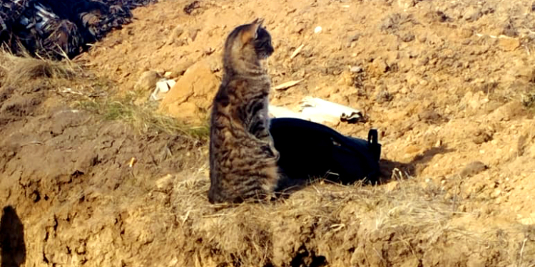 Кішка на ім’я Мишка: вона теж серед миколаївських тероборонівців (ФОТО)