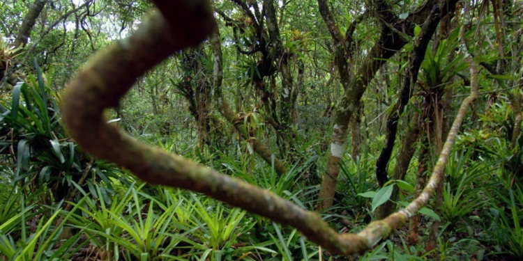 Тропічні ліси Амазонки можуть вимерти швидше, ніж прогнозувалося, − дослідження