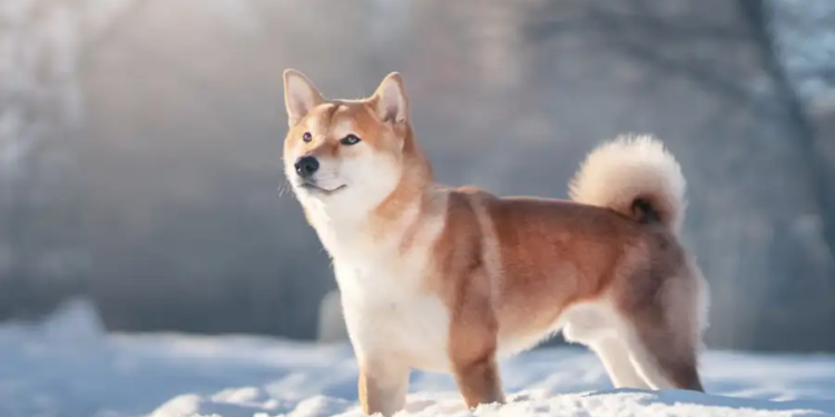 Чистокровні довгоносики. Вчені з’ясували, собаки яких порід живуть найдовше