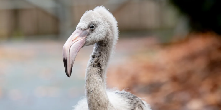 Людяність в повітрі. CNN розповіло про порятунок яєць фламінго, які мало не замерзли в літаку (ФОТО)