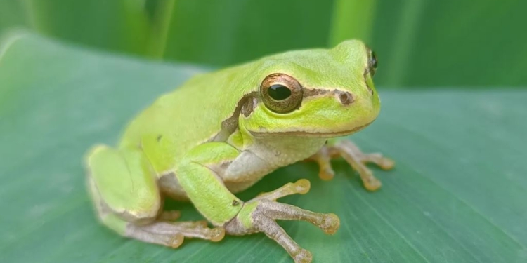 В Чорнобилі жаби почорніли, щоб захиститись без радіації (ФОТО)