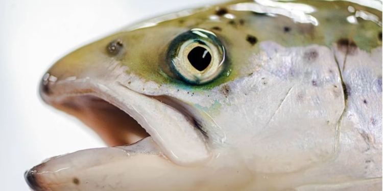 У Норвегії мор на лососевих фермах – в минулому році загинуло 12,7 млн. риб