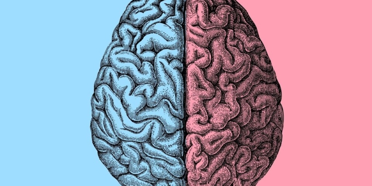 Учені назвали перше наукове пояснення, чому мозок чоловіків та жінок працює по-різному
