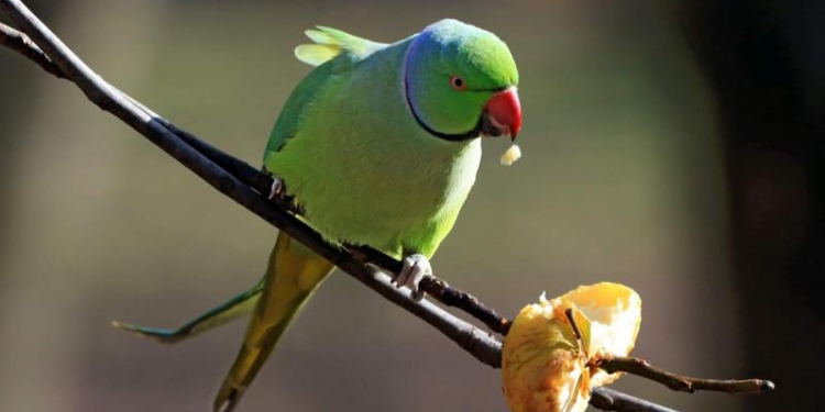 Гості чи агресори? Україну окупують морозостійкі папуги (ФОТО)