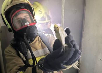 У Миколаєві вчора загасили дві пожежі в багатоповерхівках: евакуйовували і людей, і папуг (ФОТО)