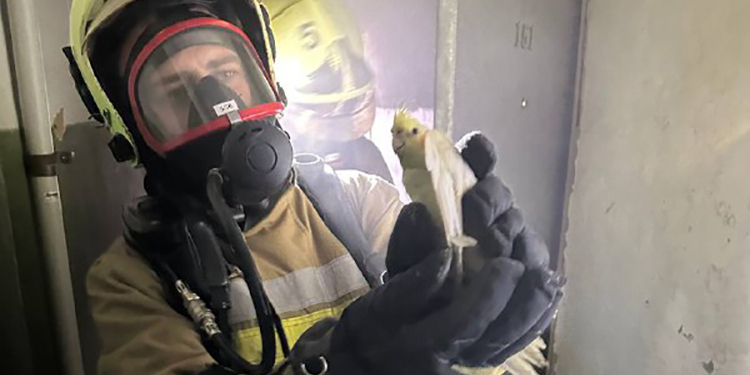 У Миколаєві вчора загасили дві пожежі в багатоповерхівках: евакуйовували і людей, і папуг (ФОТО)