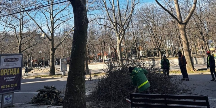 На центральній вулиці Миколаєва варварські обрізали дерева – Держекоінспекція готує вимогу до міськради (ФОТО)