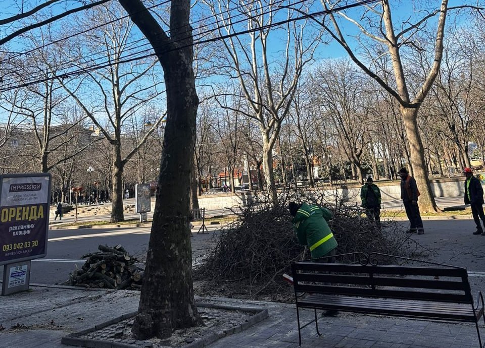 На центральній вулиці Миколаєва варварські обрізали дерева – Держекоінспекція готує вимогу до міськради (ФОТО) 13