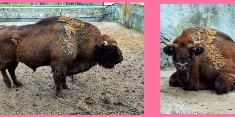 Миколаївський зоопарк шукає транспорт для перевезення зубра до наречених