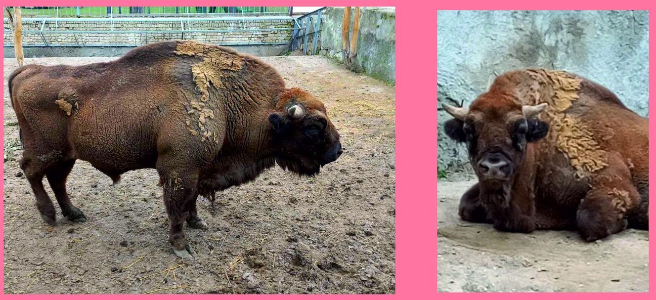 Миколаївський зоопарк шукає транспорт для перевезення зубра до наречених