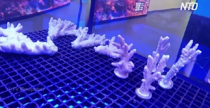 В Дубаях навчились вирощувати корали по-новому (ВІДЕО)