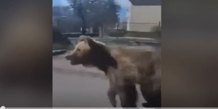 У словацькому місті ведмідь покалічив людей. І це не вперше