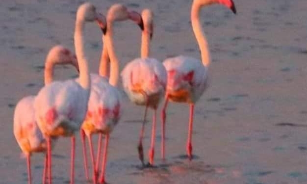 На Одещину прилетіли перші в цьому році рожеві фламінго (ФОТО)
