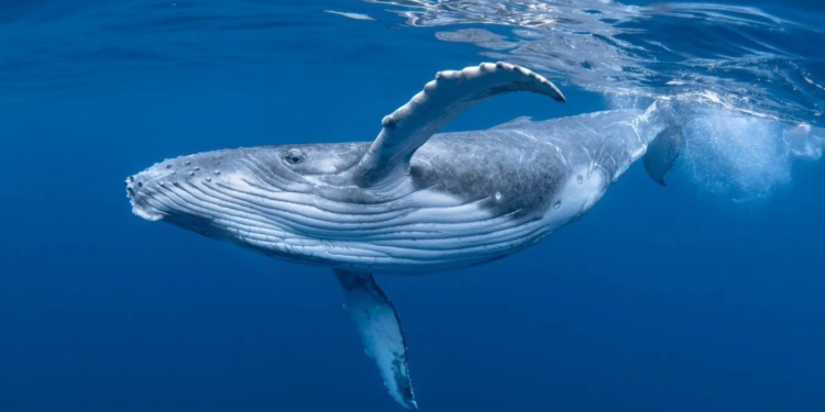 Данські вчені розкрили таємницю співу китів