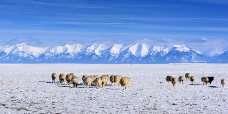 У Монголії – найсуворіша за останні півстоліття зима: масово гине худоба, над людьми нависла загроза голоду